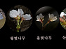 왕벚나무꽃보다 더 하얀꽃을 피운 벚나무