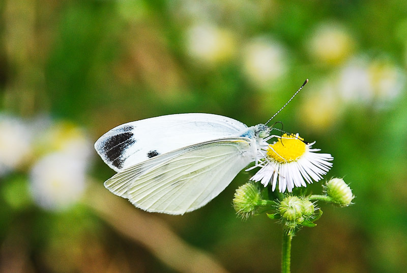 꽃필.그날 이미지