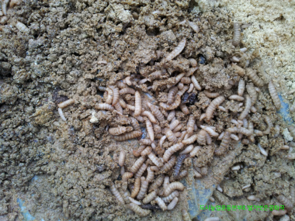 식품 폐기물 청국장 활용 닭과 가축사료화