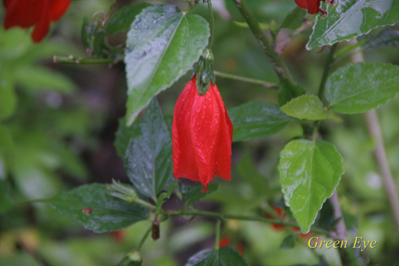 Sleepy Hibiscus-한강의 꽃