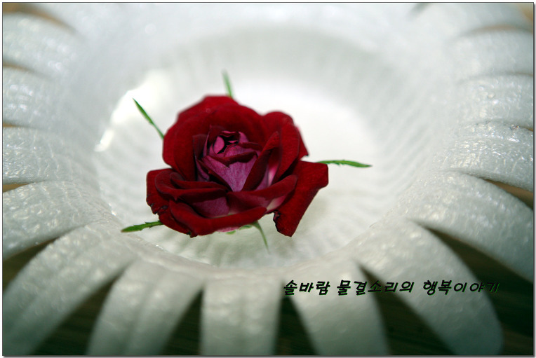 솔바람의 오늘 아침~~~~~~
