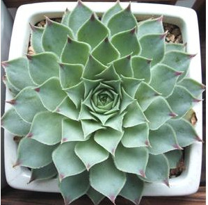 와송 바위솔릐 종류