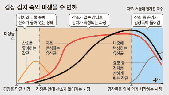 [김장은 과학이다] 설탕 염려증 버리세요-유산균이 이로운 물질로 바꿔