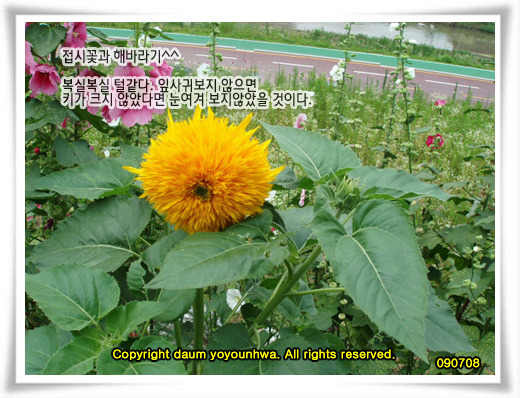 해바라기-신품종인가?
