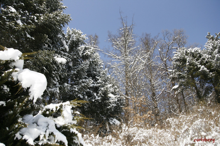 순백으로 덮힌 국립수목원