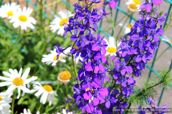 [유후인] 꽃이 피다