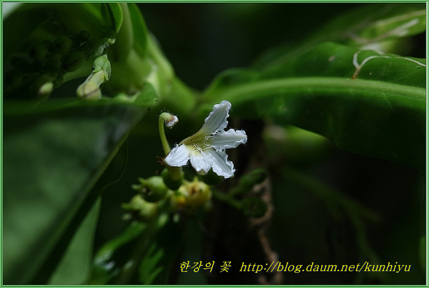 Scaevola-한강의 꽃