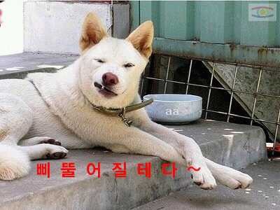 백구 이미지