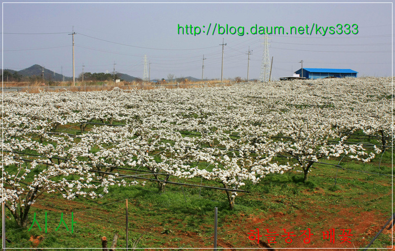 나주 하늘농장 무농약 나주배 인공수분 체험 배꽃축제를 찾아서...2012. 4월.