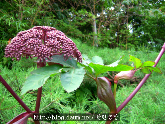 산약초 이미지
