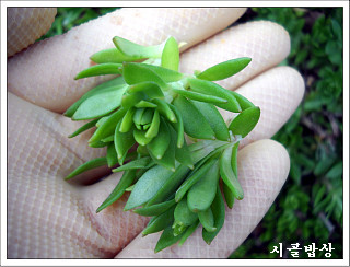 어머님밥상 이미지
