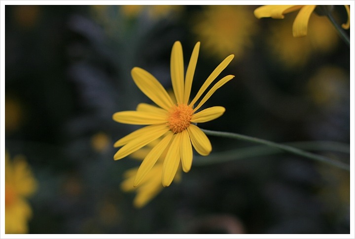 Erev Shel Shoshanim - Harry Belafonte