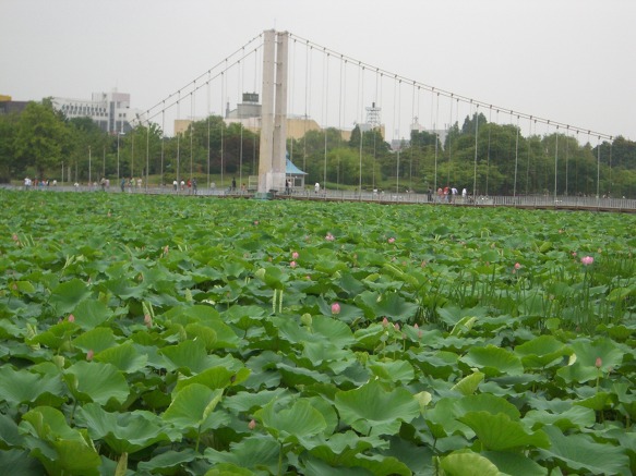 취향정 ,덕진연못 풍경