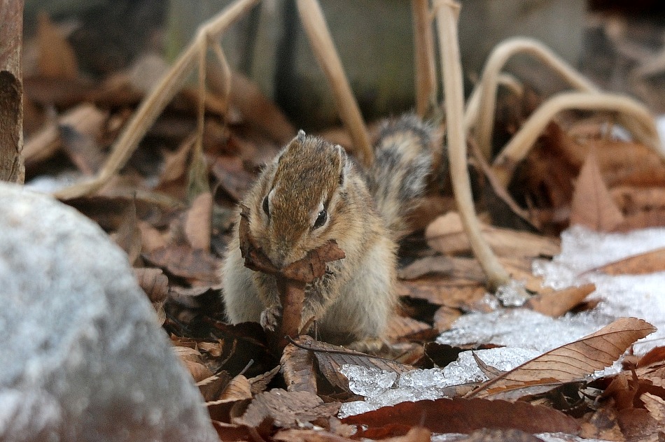 배 고픈 다람쥐, 뭐 좀 없시요? ㅎ~