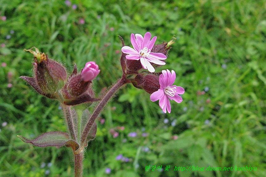 장구채-한강의 꽃