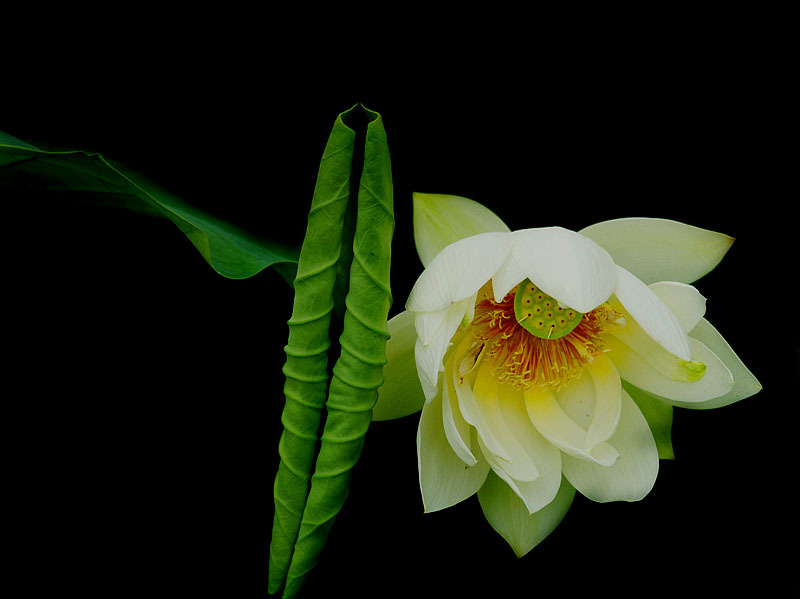 수줍음