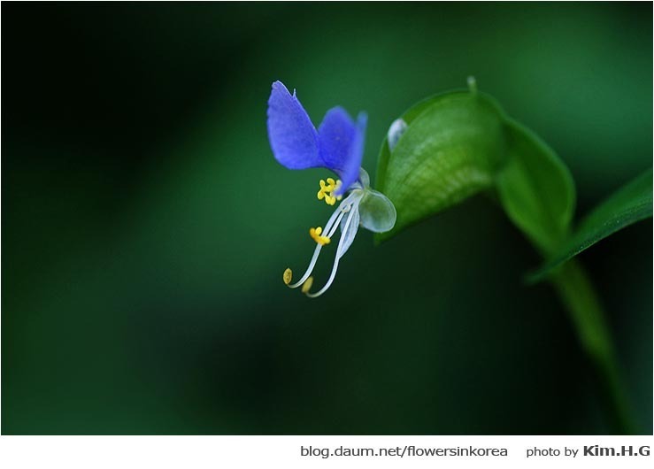 닭의장풀의 전설