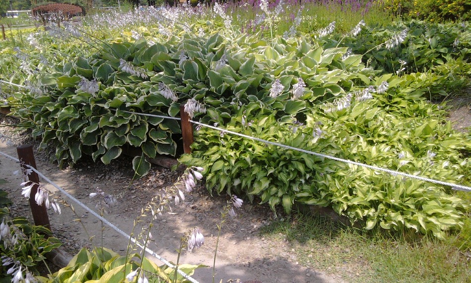 인기 트로트 34곡