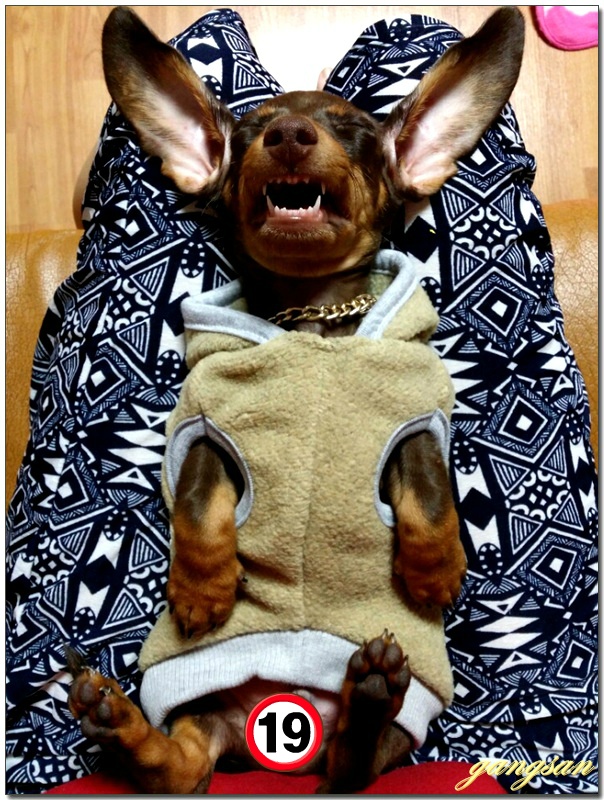 조촐한 백일축하잔치까지 치른 닥스훈트 요롱이의 근황...