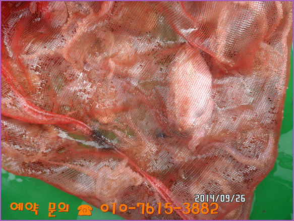 2437924D54256203127099
