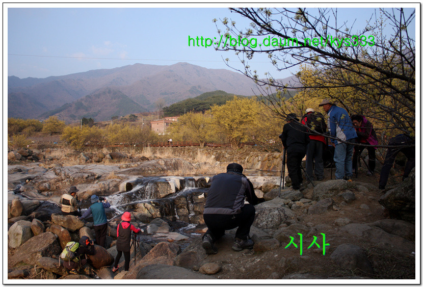 <산수유꽃>노랗게 예쁜 산수유 마을의 산수유꽃...2016년 3월 21일