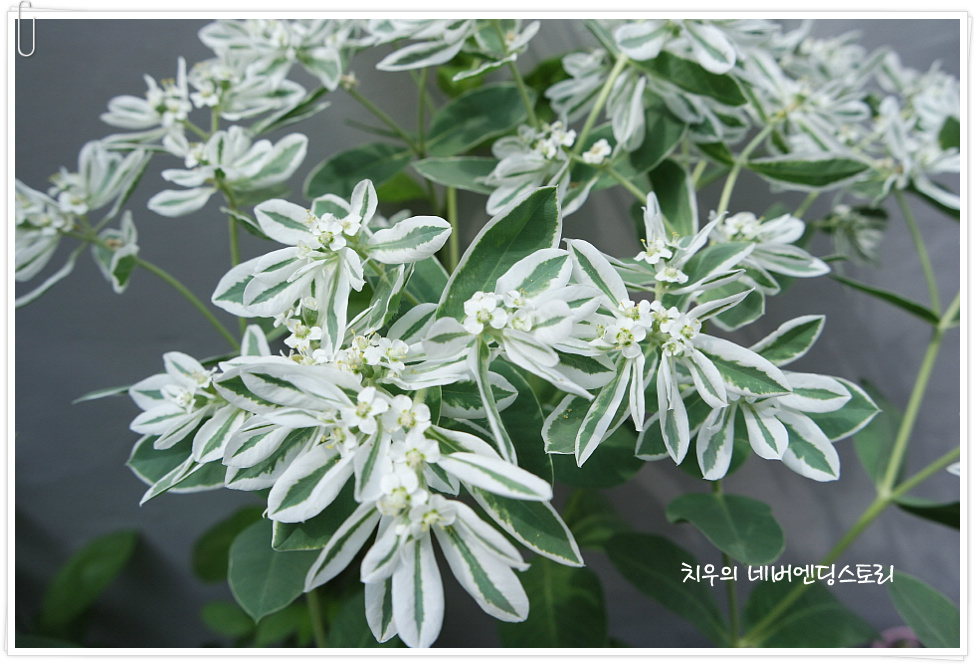 설악초(snow on the mountain),설화초,초설초. 일명 야광꽃이라 불림.