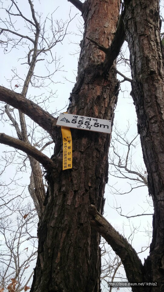 송이골 이미지