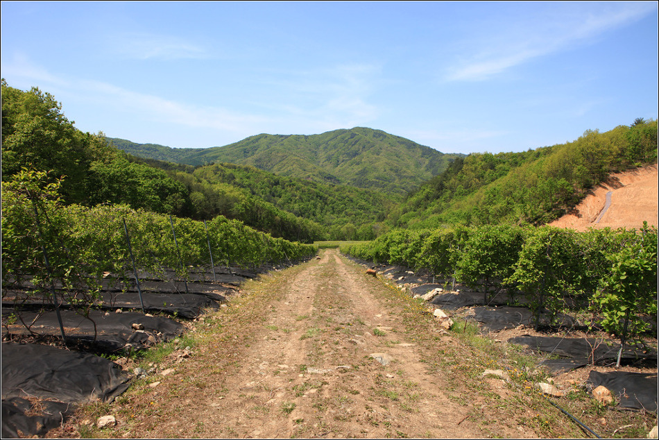 산골짜기 영농조합법인 이미지