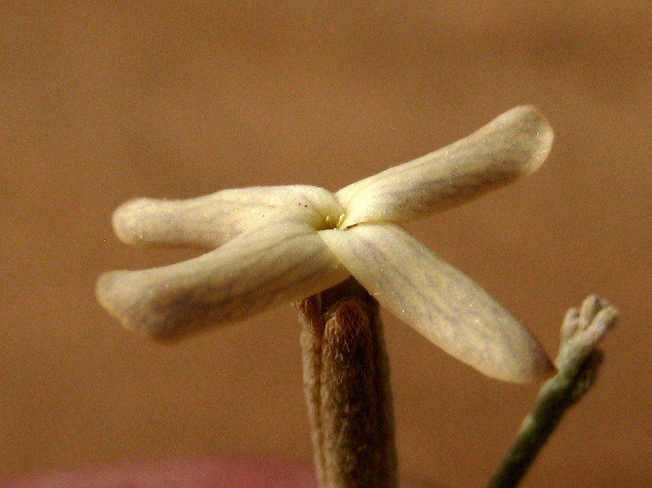 사막가지냉이 Farsetia aegyptia Turra