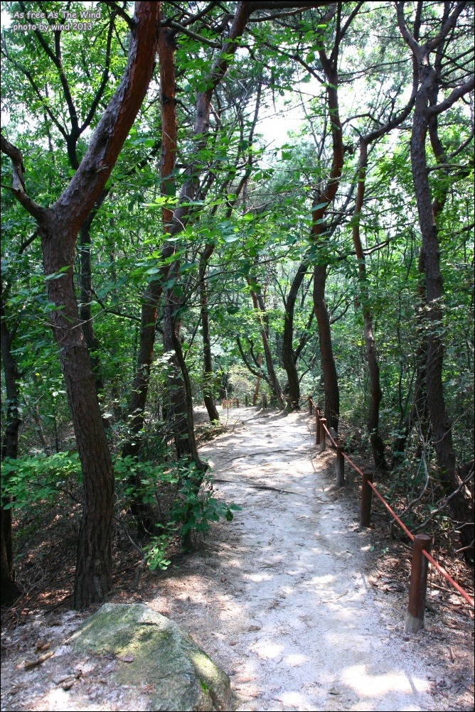 소나무숲길 이미지