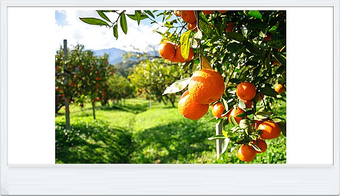 [친절한 디토씨의 음악여행수첩] <카발레리아 루스티카나> 간주곡 