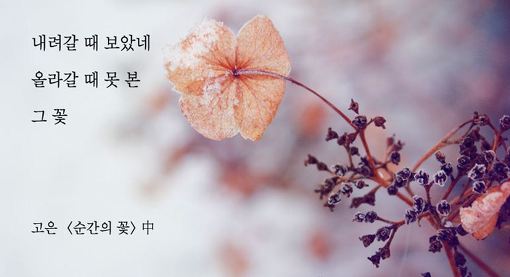 고은;꽃 이미지