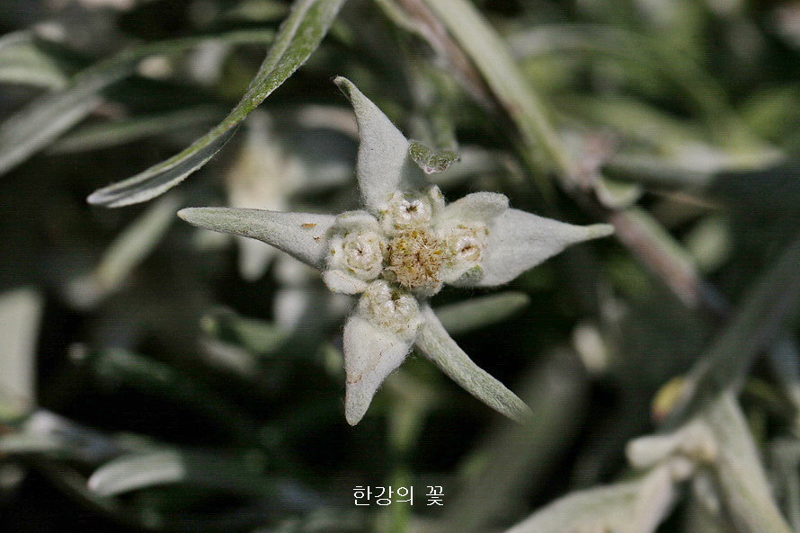 벨리카 플라니나-하산