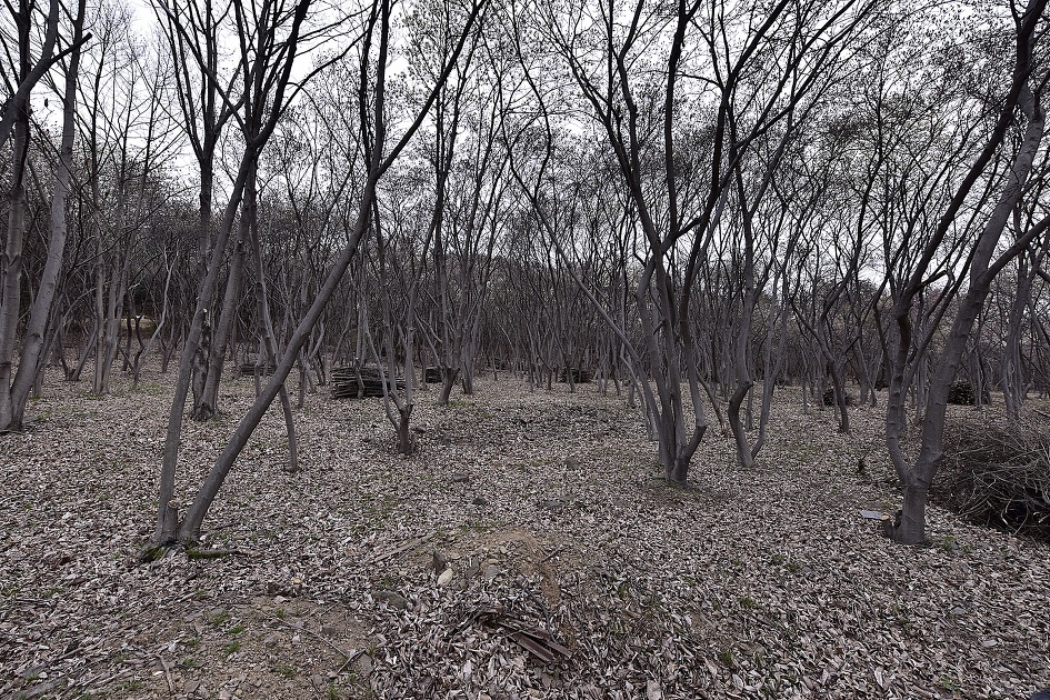 목련, 그리움으로 다가오다