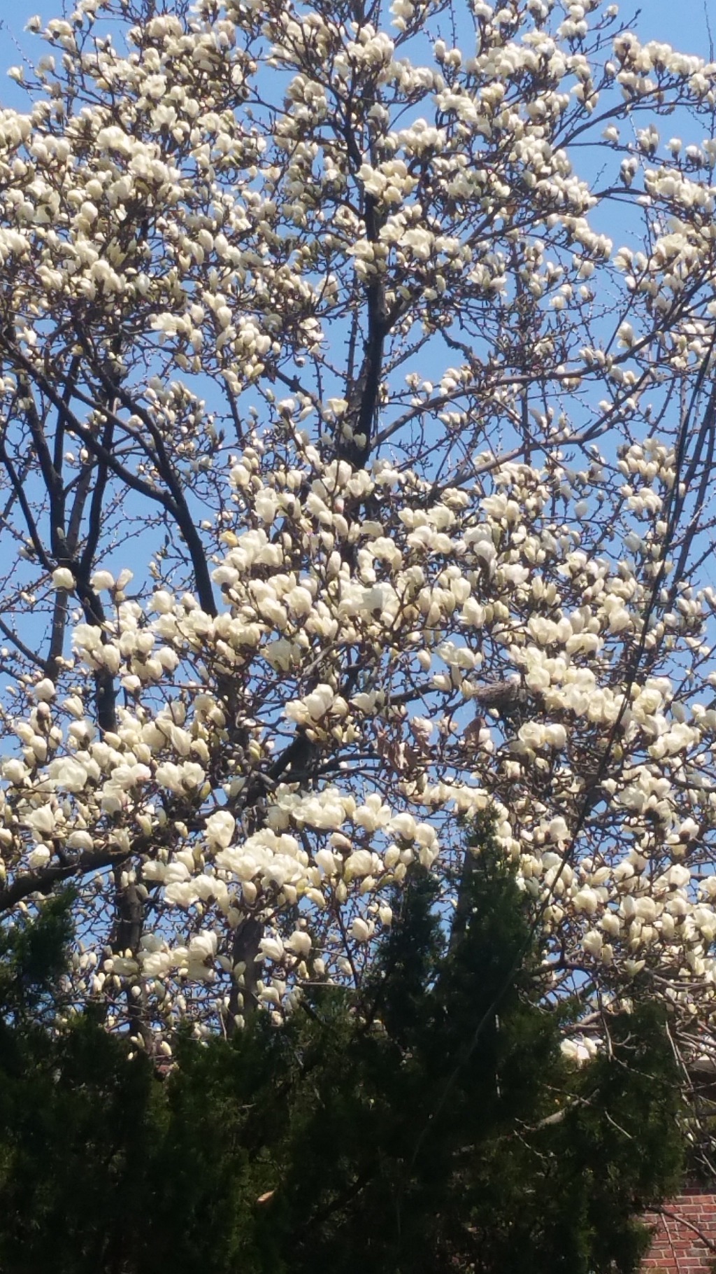 2019. 4. 4(목) 목요산행 호암산성