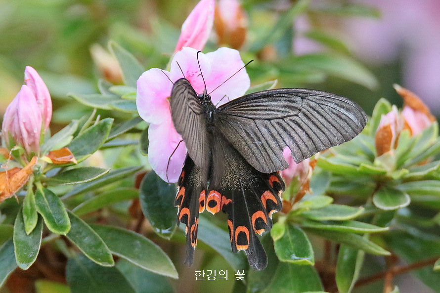 남방제비나비