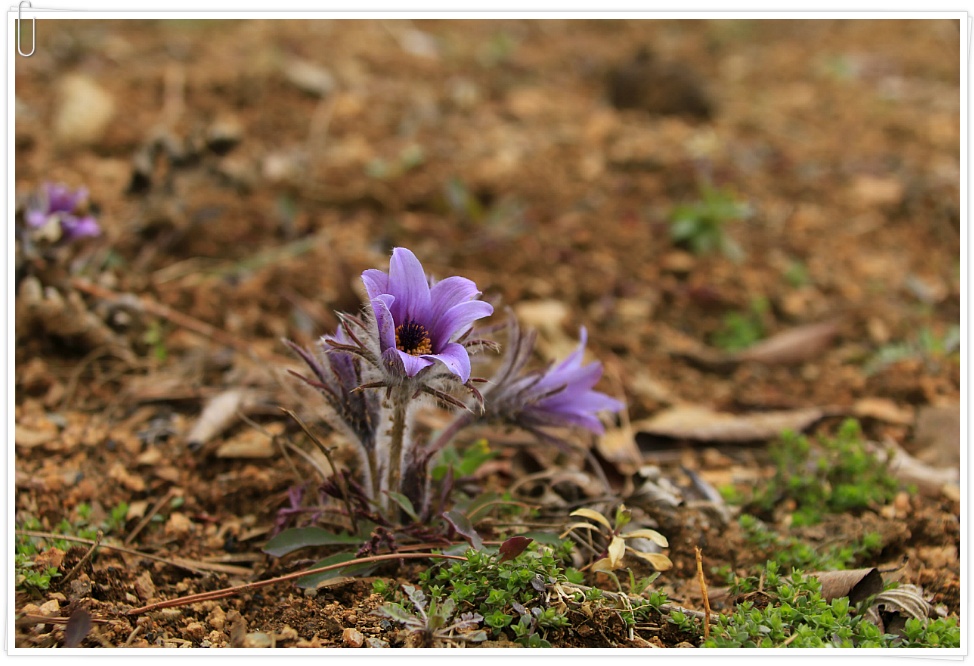 동강 할미꽃 ....  2019 . 3.23