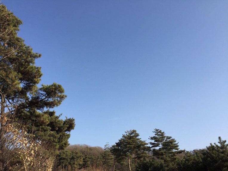 울 강쥐랑 산책중 뒷동산에서