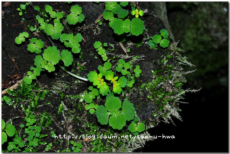 Chrysosplenium pilosum var. valdepilosum Ohwi (미기록종) 추정