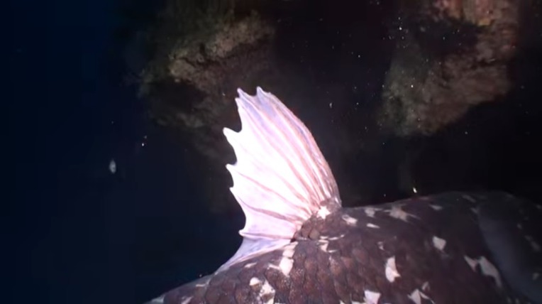 살아있는 화석 물고기 실러캔스(Coelacanth) 