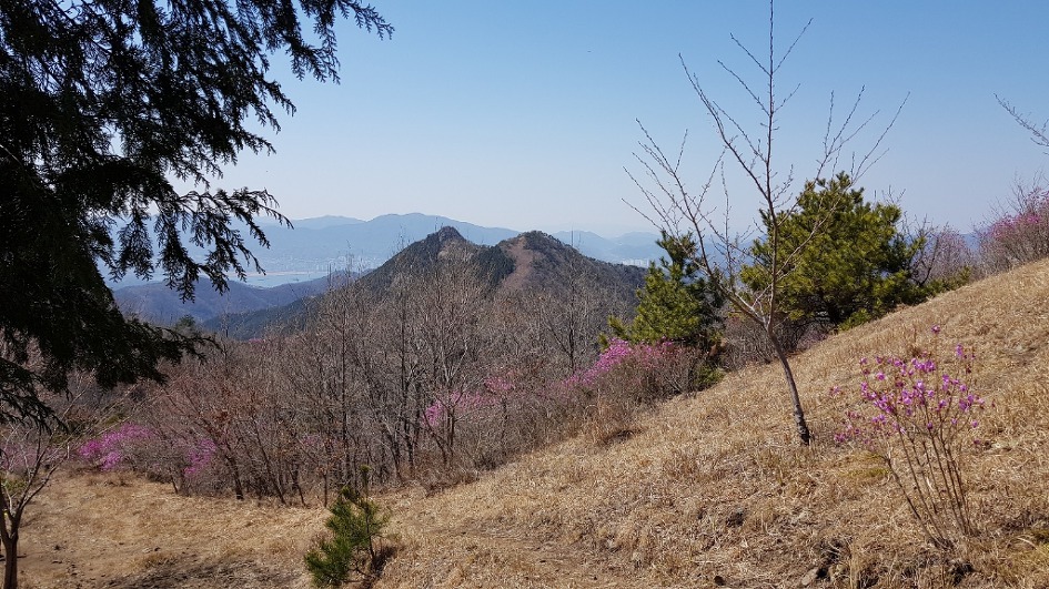 불모산과 장복산 꽃길만 걸었다