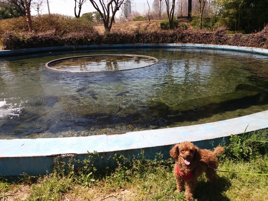 망고님 꽃이랑-4월7일