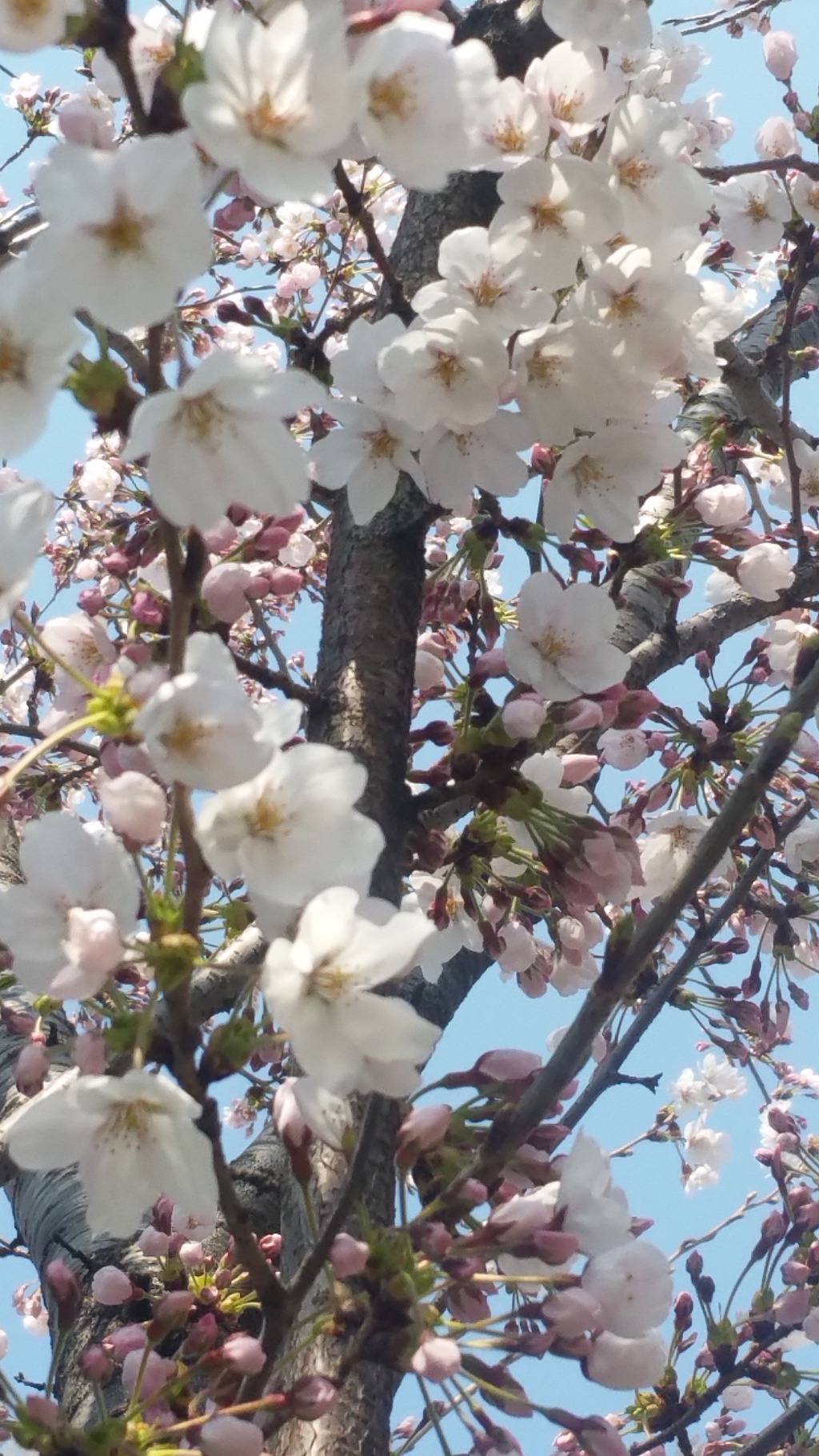 2019. 4. 4(목) 목요산행 호암산성