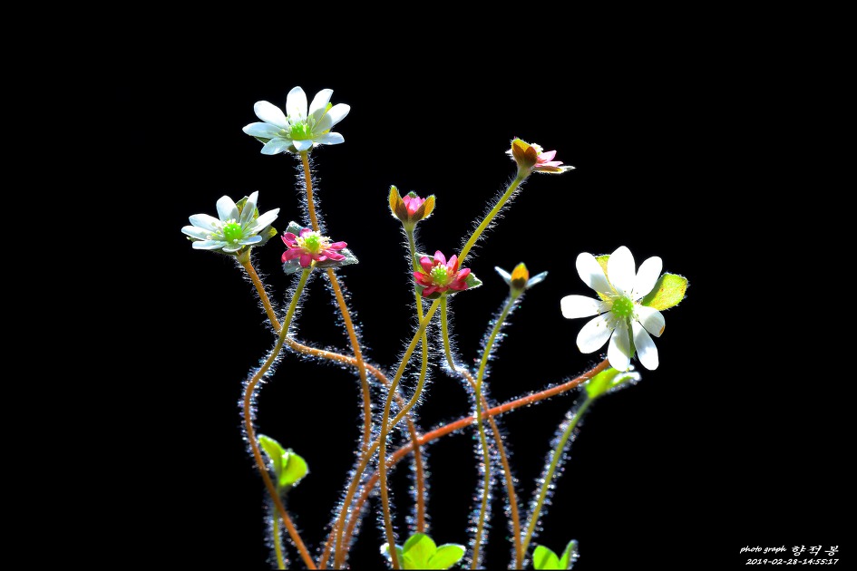 노루귀(백색, 홍색) 꽃