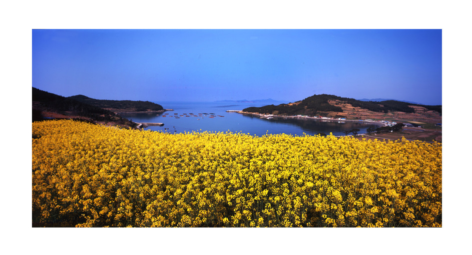청산도의 봄