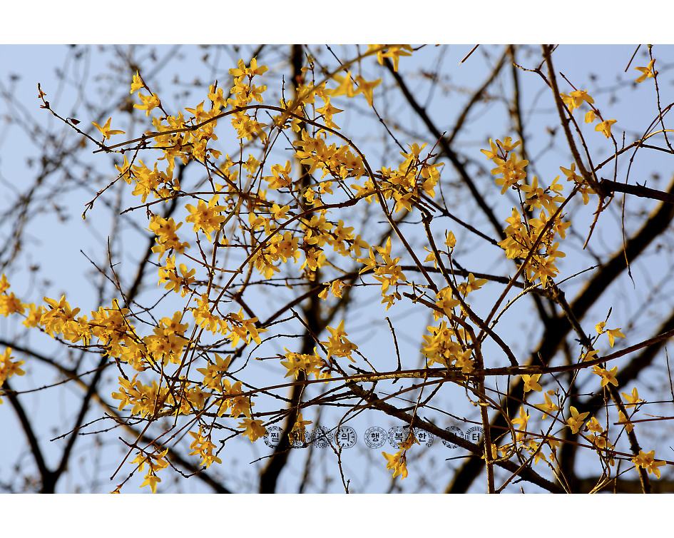 동백꽃, 봄, 봄, 봄,,봄꽃들아 모여라~~~