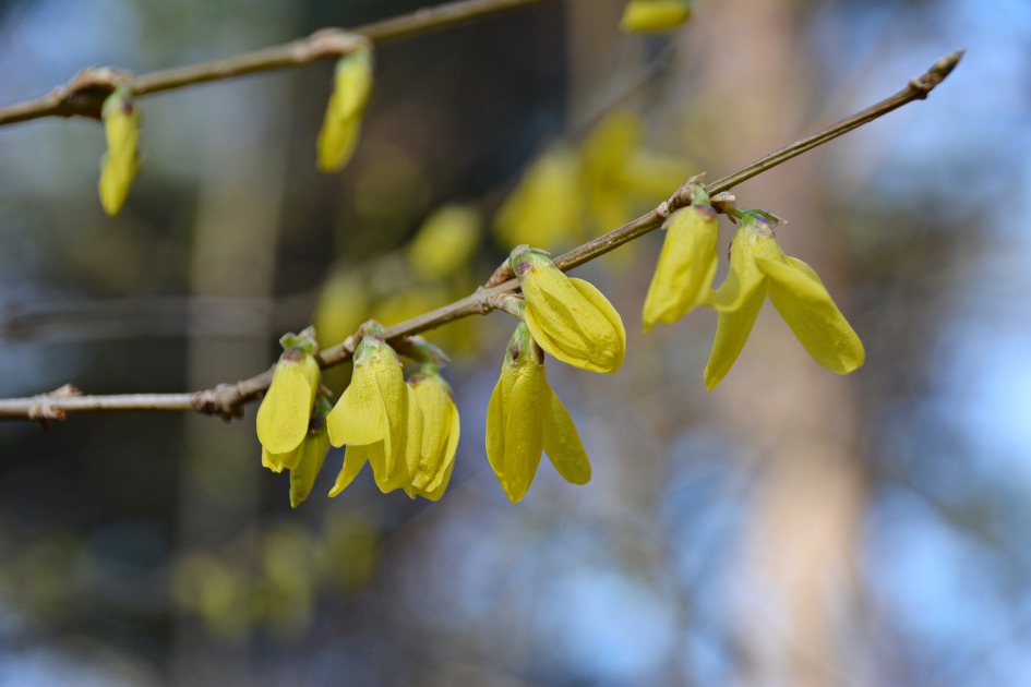 부소산에 눈뜨는 개나리꽃 