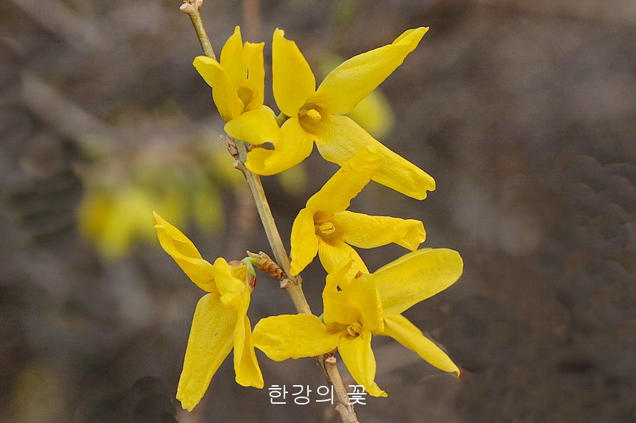 개나리