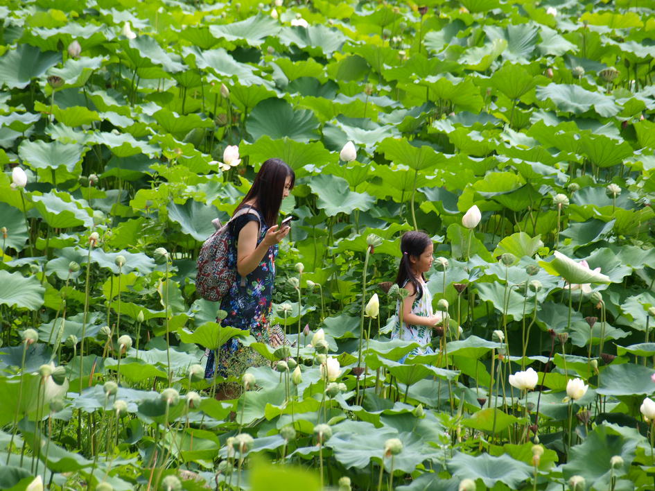 철마 연꽃공원 다녀오다