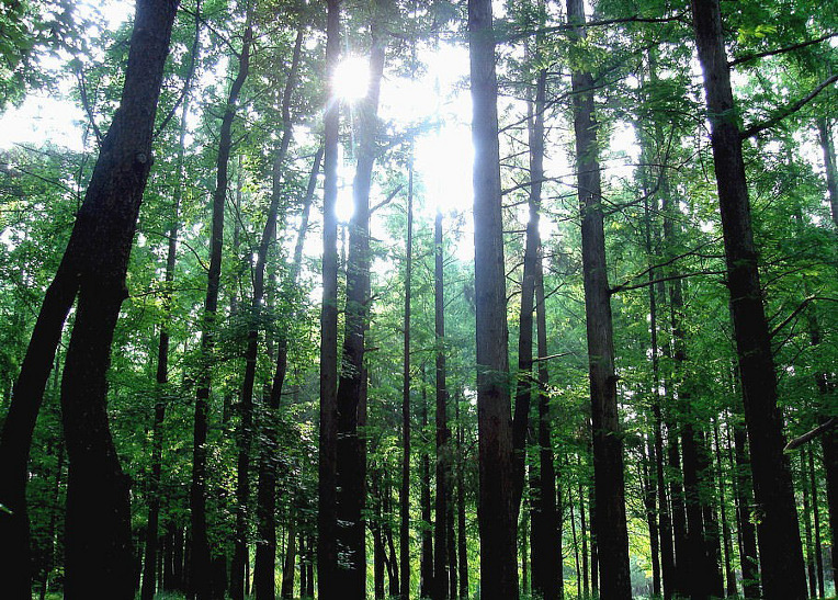 나무공장 / 양현주 view 발행  | 시집『구름왕조실록』